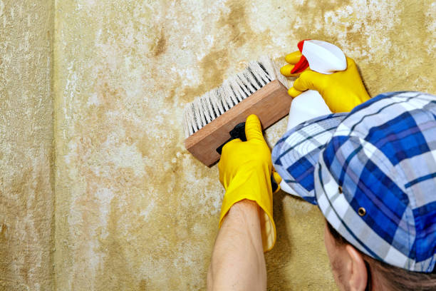  Marlin, TX Mold Removal Pros